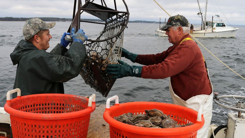 Maryland’s oyster harvest largest in 35 years